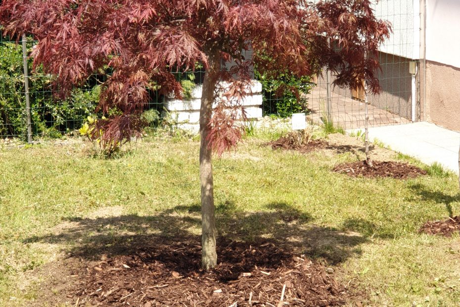 Výsadba stromu na predzáhradke rodinného domu - CEDERS s.r.o.