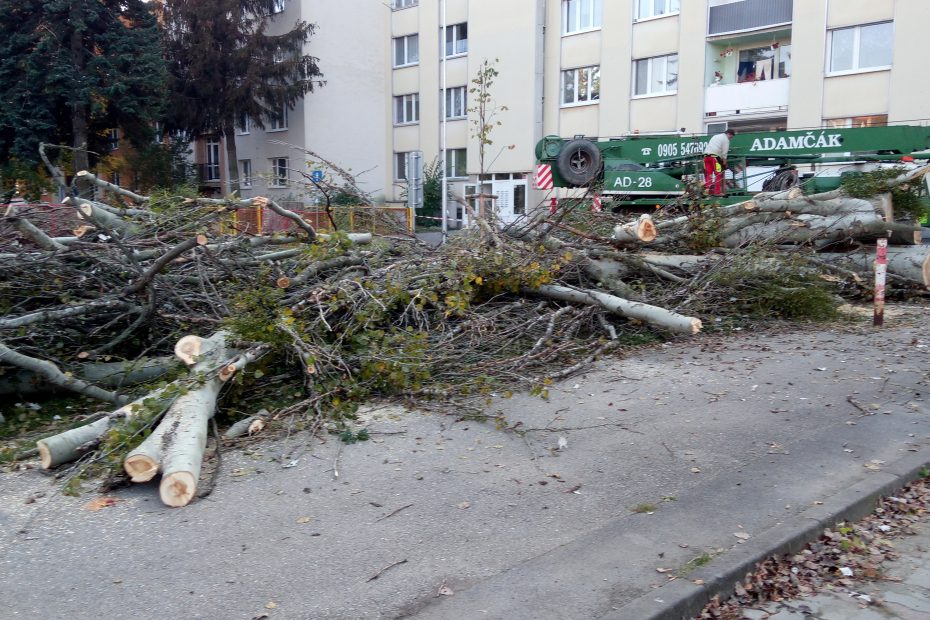 Upratovanie drevnej hmoty po oreze a výrube stromov - CEDERS s.r.o.