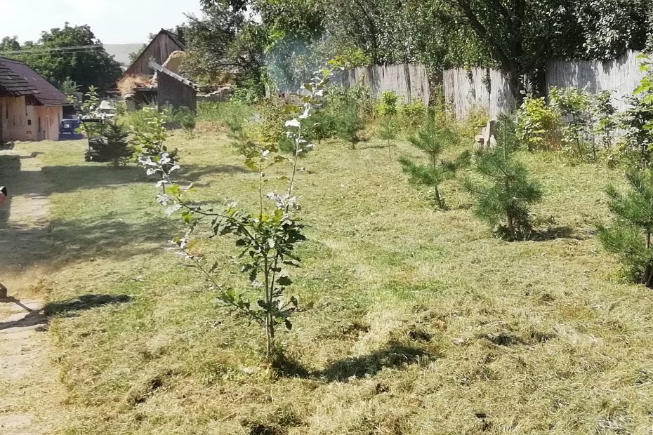 Výsadba stromov a kosenie trávnika - CEDERS s.r.o.