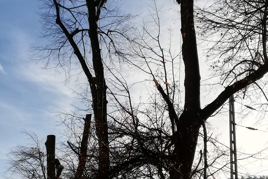 Nebezpečný výrub stromov: arboristi Jaroslav Kušnír a Peter Švidroň vo výške